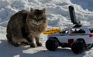 40 Times Stray Animals Received Meals Via Drone And Remote Control Car Operated By This Guy (New Pics)