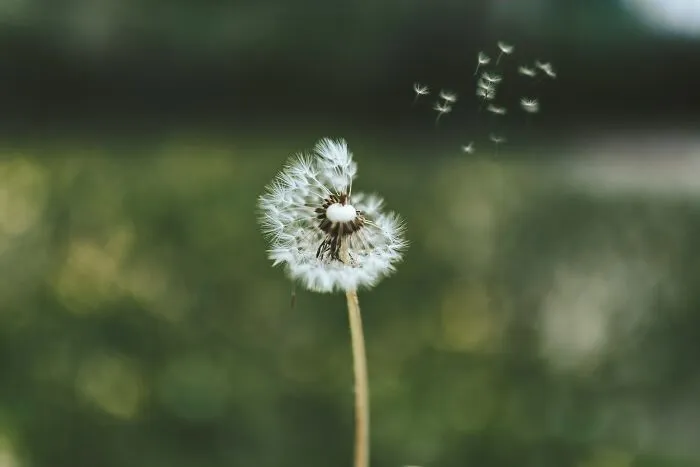 How Did The Dandelion, An Edible And Remarkably Versatile Plant, Come To Be Classified As A W**d?