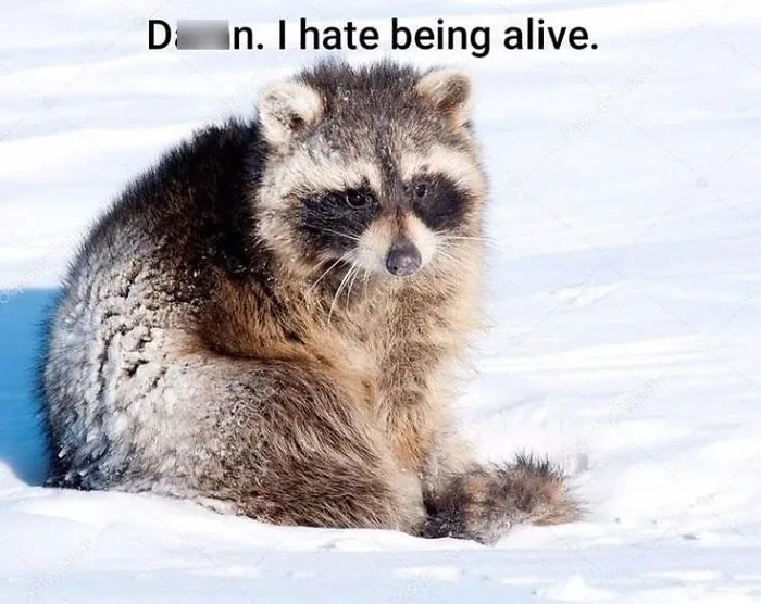 47 Cute And Hilarious Raccoon Pics That Might Steal Your Heart