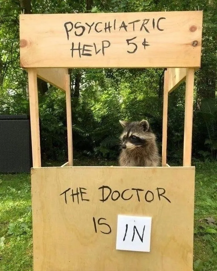 47 Cute And Hilarious Raccoon Pics That Might Steal Your Heart