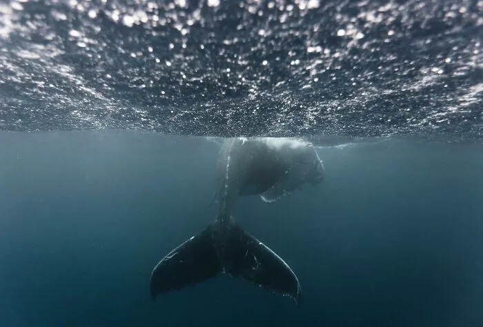 30 Photos By This Artist That Blur The Line Between Human And Nature