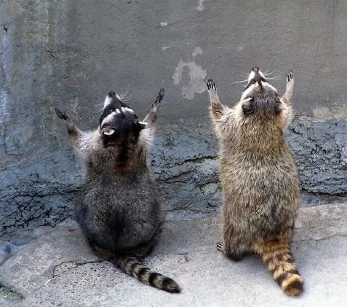 47 Cute And Hilarious Raccoon Pics That Might Steal Your Heart