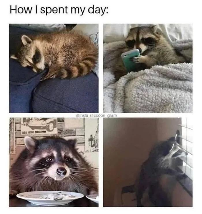 47 Cute And Hilarious Raccoon Pics That Might Steal Your Heart