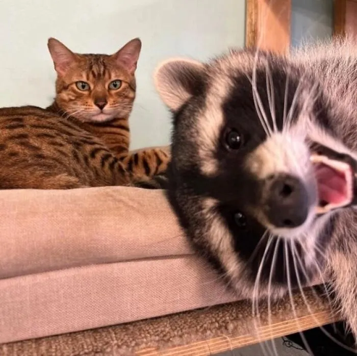 47 Cute And Hilarious Raccoon Pics That Might Steal Your Heart