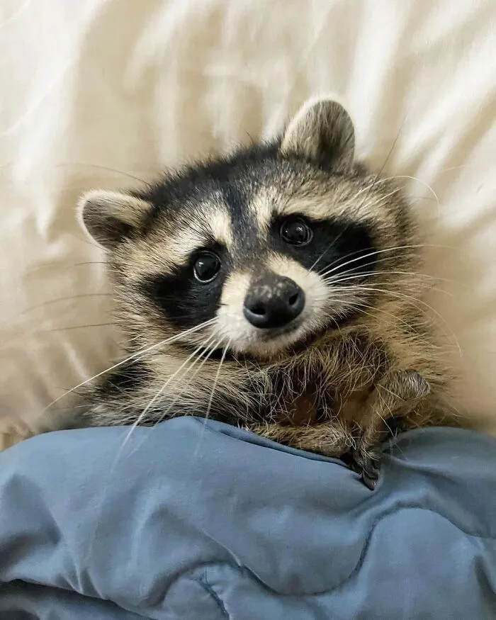47 Cute And Hilarious Raccoon Pics That Might Steal Your Heart