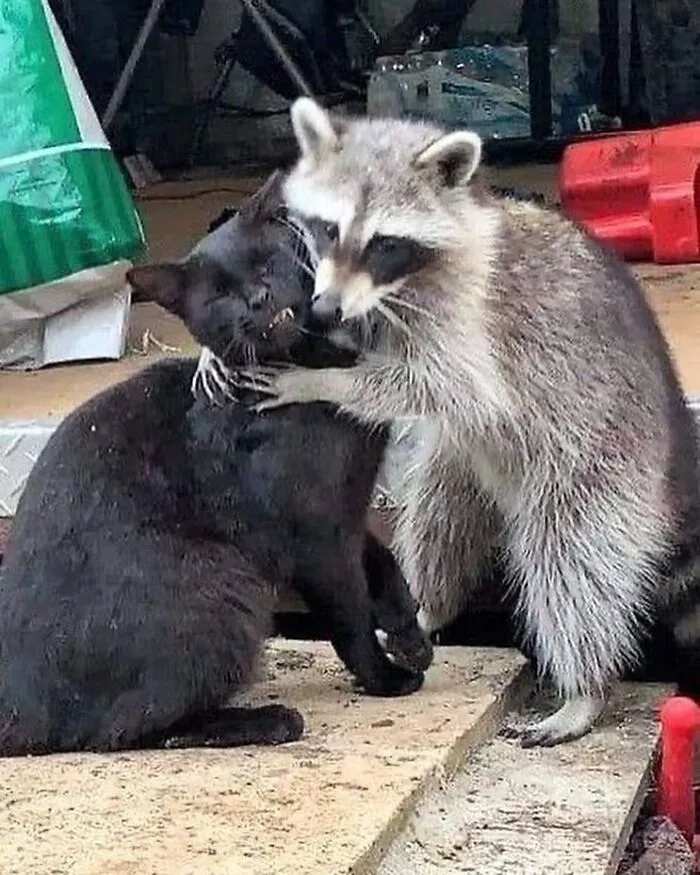 47 Cute And Hilarious Raccoon Pics That Might Steal Your Heart
