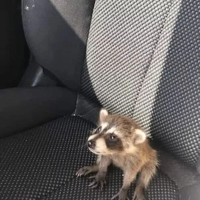 47 Cute And Hilarious Raccoon Pics That Might Steal Your Heart