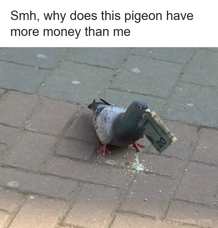 Pigeon holding twenty dollar bill meme about money comparison