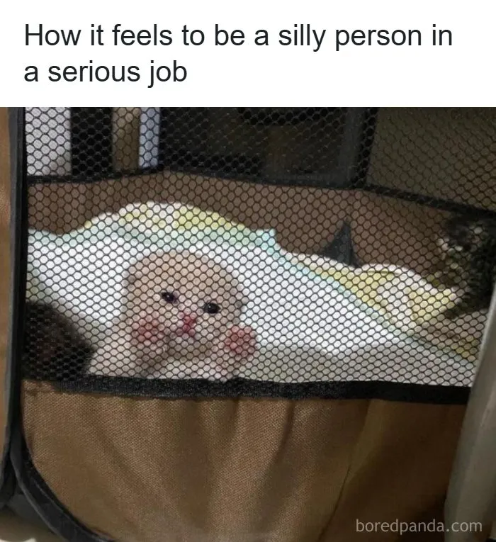 Kitten behind mesh with caption about silly person in serious job meme
