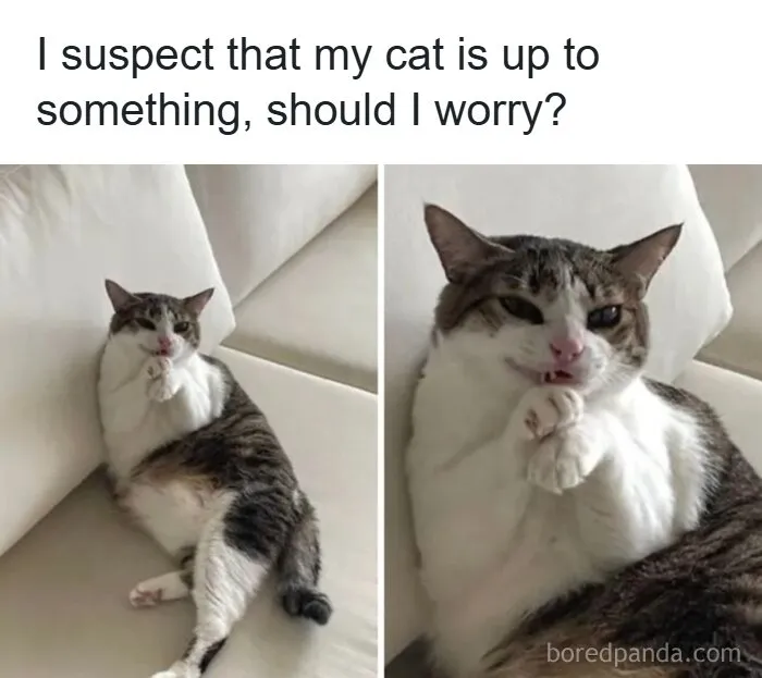 79 Hissterical Memes You’d Like To Tag Your Cat In (New Pics)