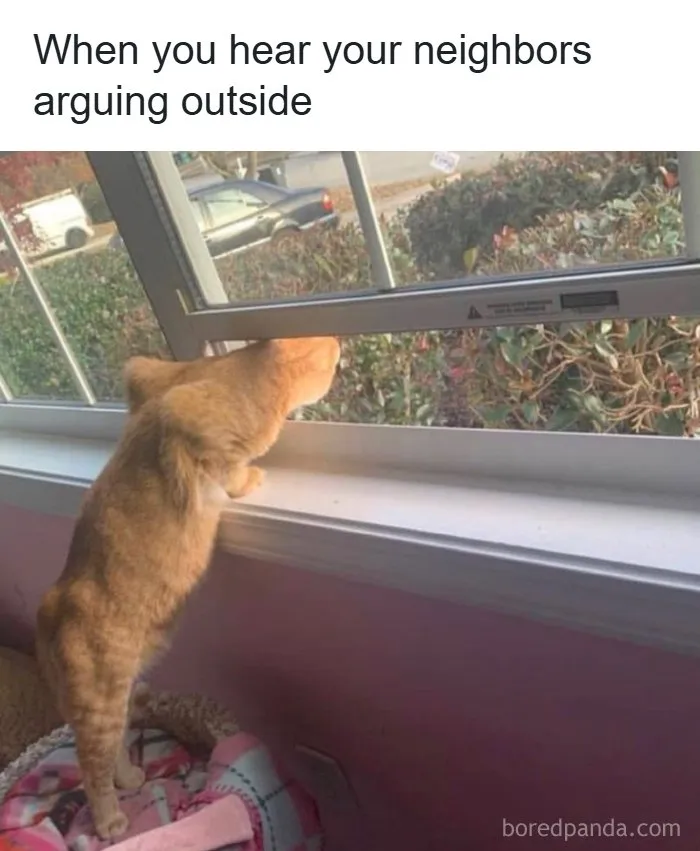 71 Funny Random Memes To Help You Cure Your Afternoon Boredom