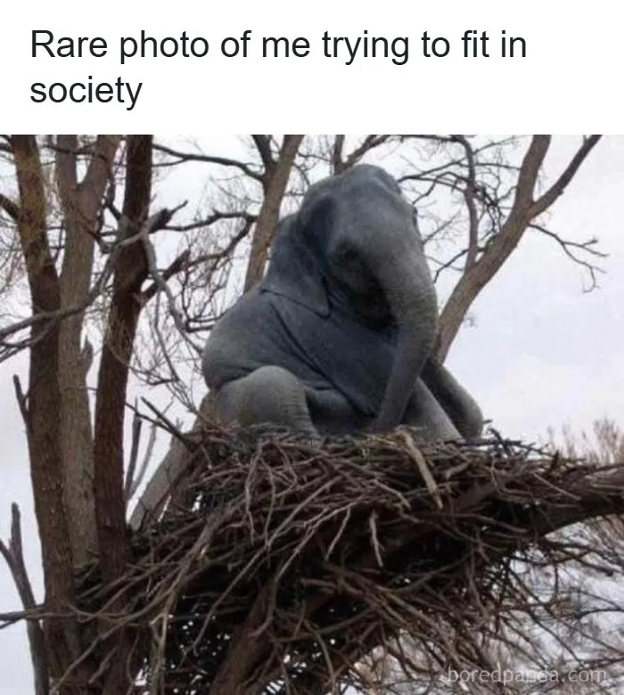 Elephant sitting in bird's nest trying to fit in humorous random meme