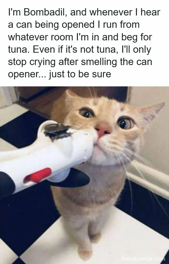 79 Hissterical Memes You’d Like To Tag Your Cat In (New Pics)