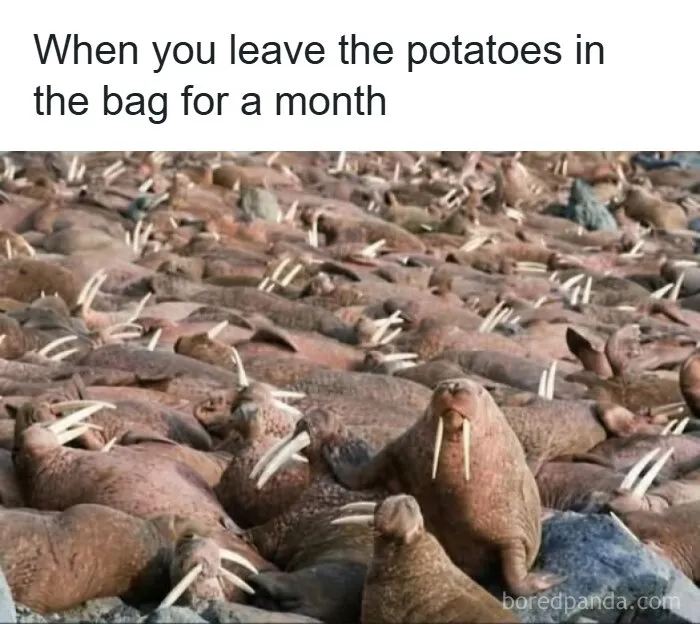 71 Funny Random Memes To Help You Cure Your Afternoon Boredom