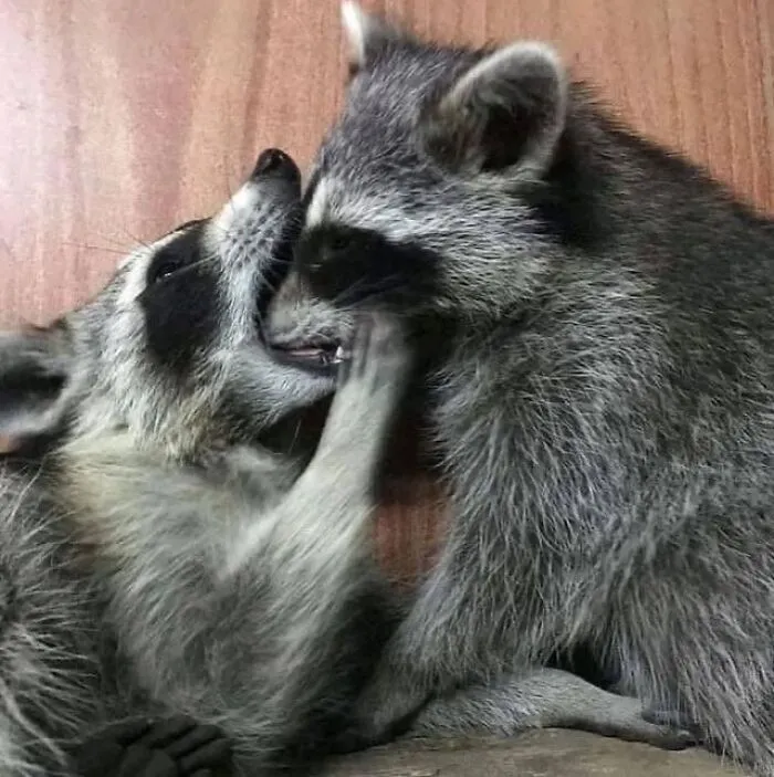 47 Cute And Hilarious Raccoon Pics That Might Steal Your Heart