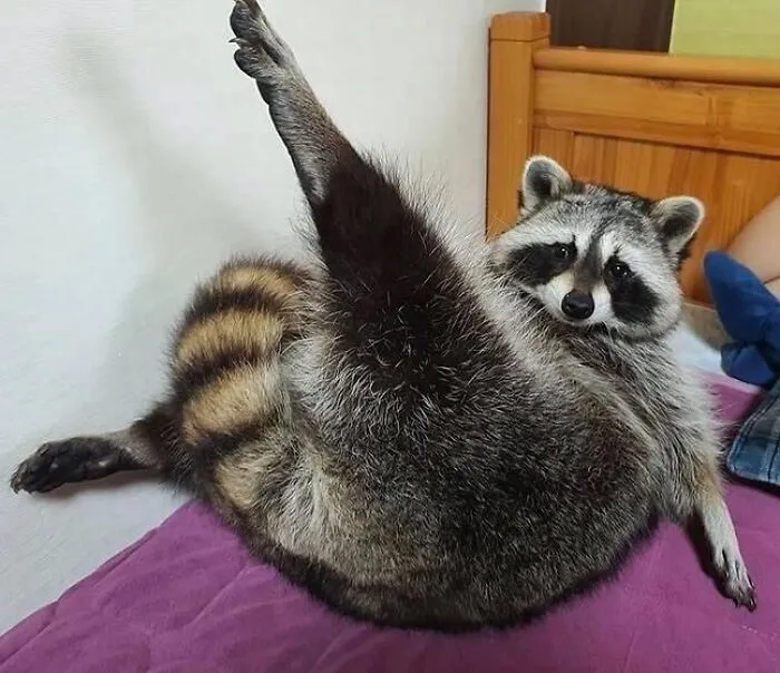 47 Cute And Hilarious Raccoon Pics That Might Steal Your Heart