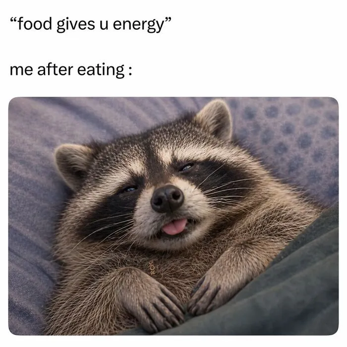 47 Cute And Hilarious Raccoon Pics That Might Steal Your Heart