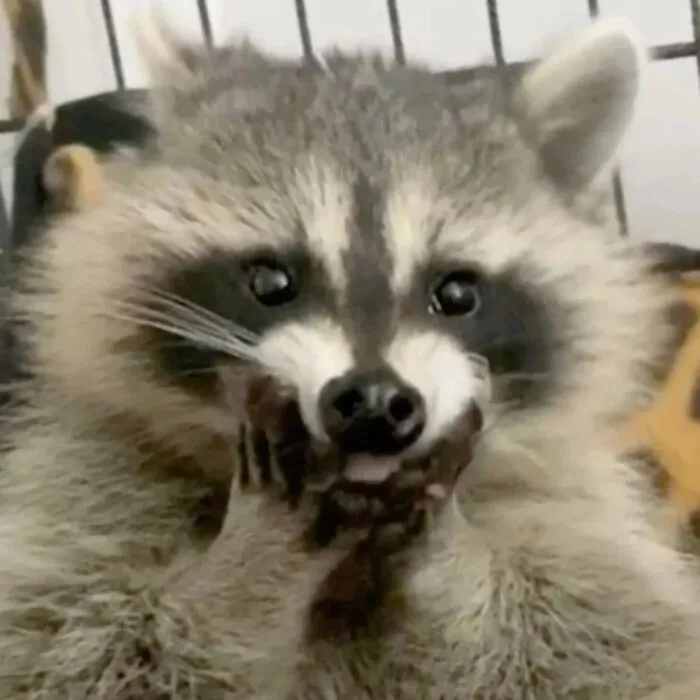47 Cute And Hilarious Raccoon Pics That Might Steal Your Heart