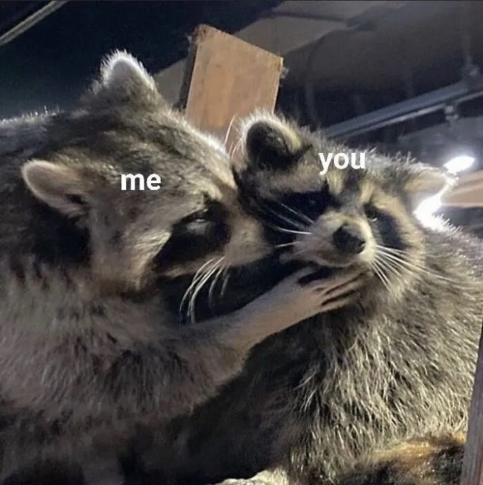 47 Cute And Hilarious Raccoon Pics That Might Steal Your Heart