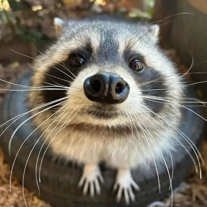 47 Cute And Hilarious Raccoon Pics That Might Steal Your Heart