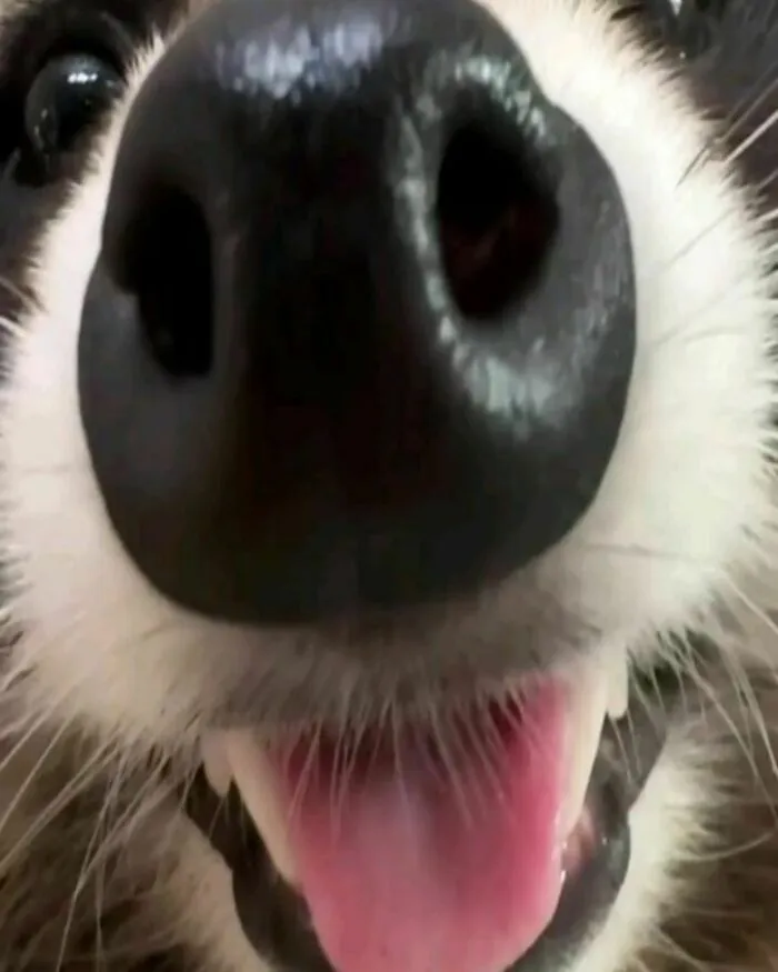 47 Cute And Hilarious Raccoon Pics That Might Steal Your Heart
