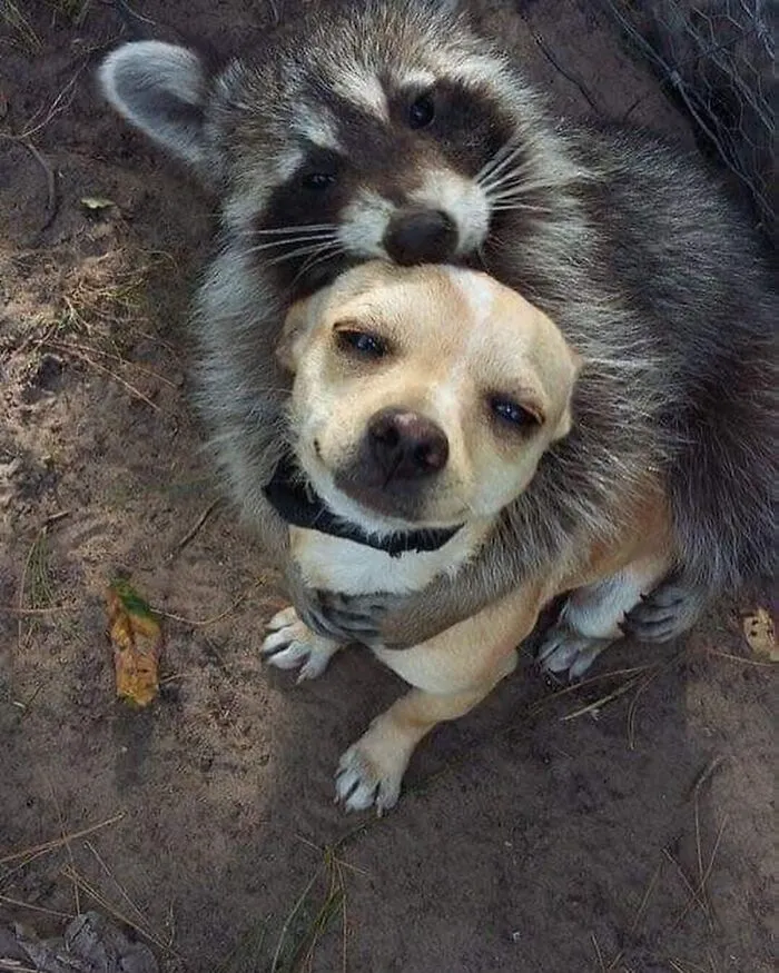 47 Cute And Hilarious Raccoon Pics That Might Steal Your Heart