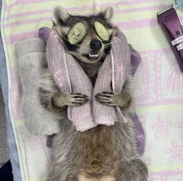 47 Cute And Hilarious Raccoon Pics That Might Steal Your Heart