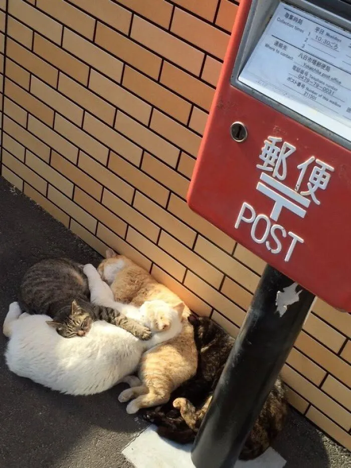 When I Went To The Nearby 7-Eleven, The Stray Cats Were Basking In The Sun And They Were So Cute