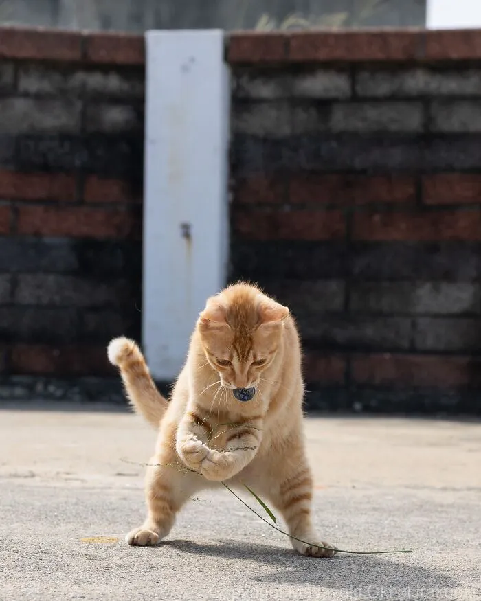 Masayuki Oki’s 50 Latest Street Cat Photos Perfectly Capture The Chaos Of Feline Life