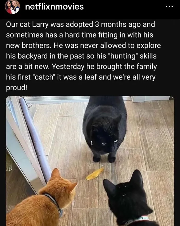 50 Hilarious Memes And Moments Caught On Camera, As Shared By ‘Cats Without Context’