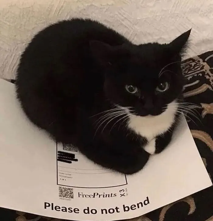 50 Hilarious Memes And Moments Caught On Camera, As Shared By ‘Cats Without Context’