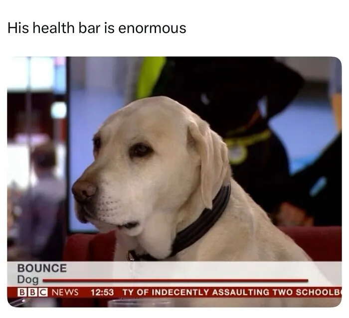 This Page Shared 38 Dog Memes That Capture How Hilariously Strange Canine Logic Is