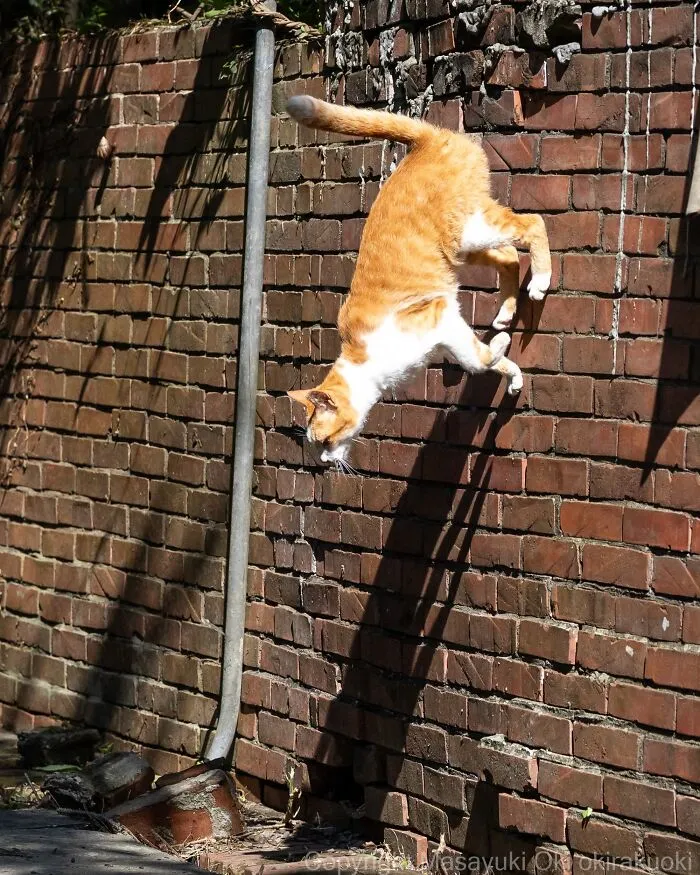 Masayuki Oki’s 50 Latest Street Cat Photos Perfectly Capture The Chaos Of Feline Life