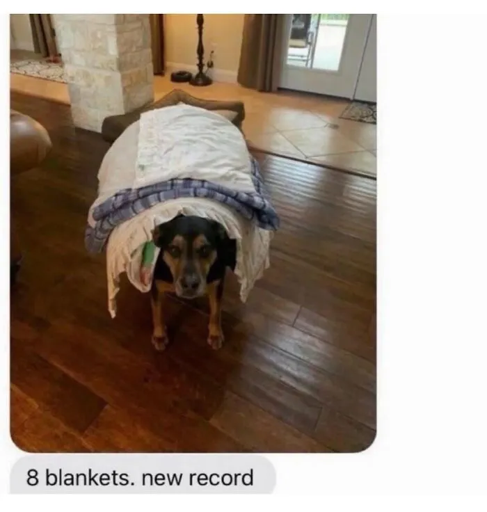 This Page Shared 38 Dog Memes That Capture How Hilariously Strange Canine Logic Is