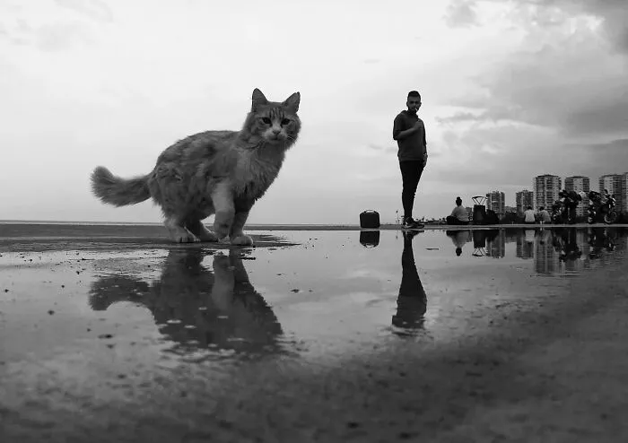 This Photographer Finds The Beauty And Peace Of Capturing Cats In Everyday Street Scenes (29 Pics)