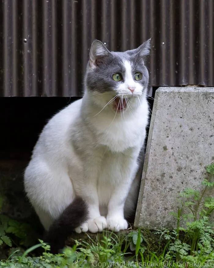 Masayuki Oki’s 50 Latest Street Cat Photos Perfectly Capture The Chaos Of Feline Life