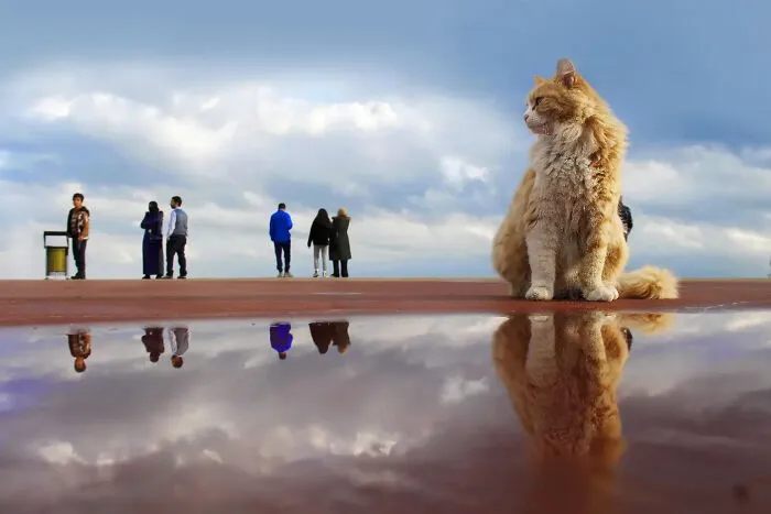 This Photographer Finds The Beauty And Peace Of Capturing Cats In Everyday Street Scenes (29 Pics)