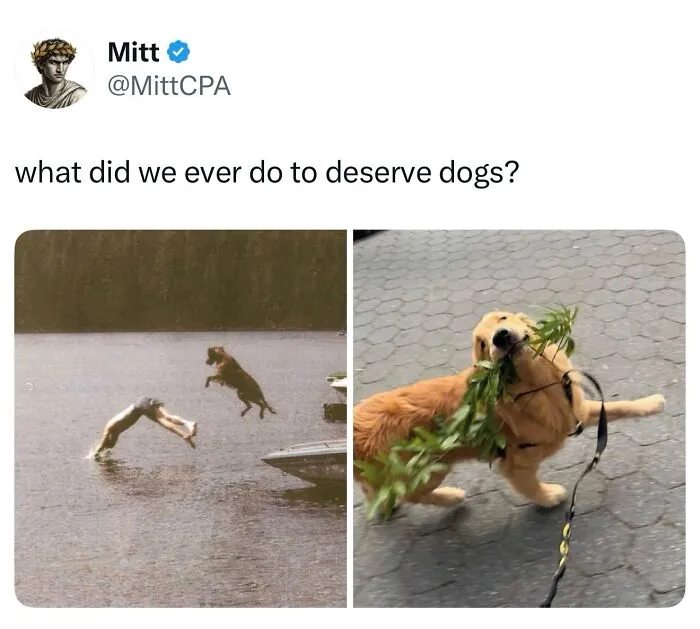 This Page Shared 38 Dog Memes That Capture How Hilariously Strange Canine Logic Is