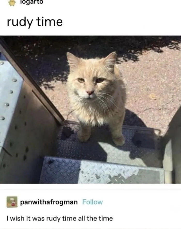 ‘Soft Cat Memes’: 45 Cute And Hilarious Pics for Your Daily Dose Of Feline Fun (New Pics)