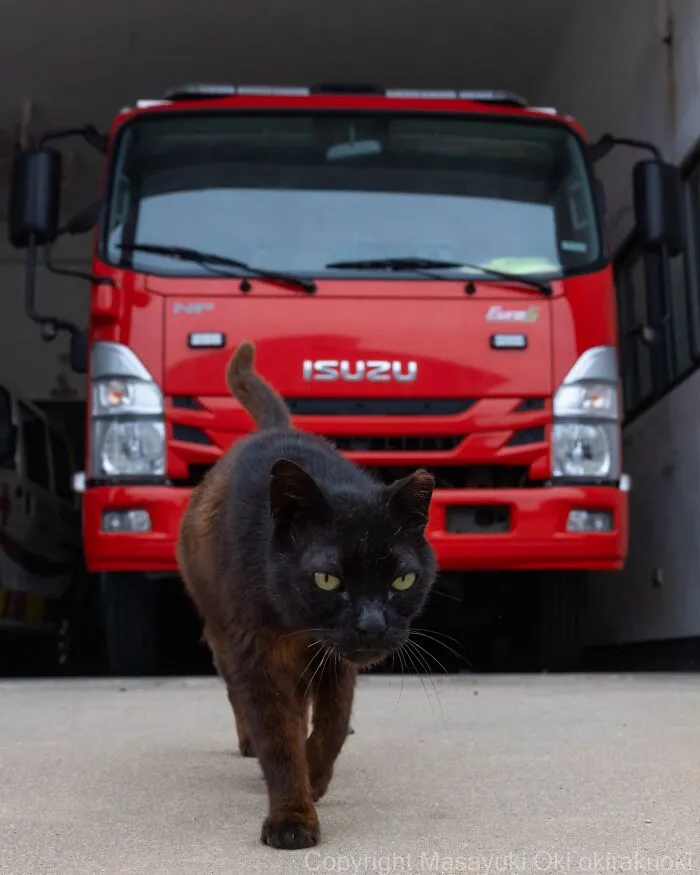 Masayuki Oki’s 50 Latest Street Cat Photos Perfectly Capture The Chaos Of Feline Life