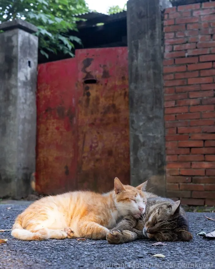 Masayuki Oki’s 50 Latest Street Cat Photos Perfectly Capture The Chaos Of Feline Life