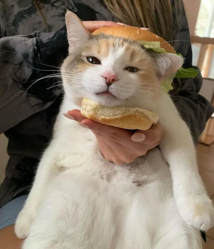 50 Hilarious Memes And Moments Caught On Camera, As Shared By ‘Cats Without Context’