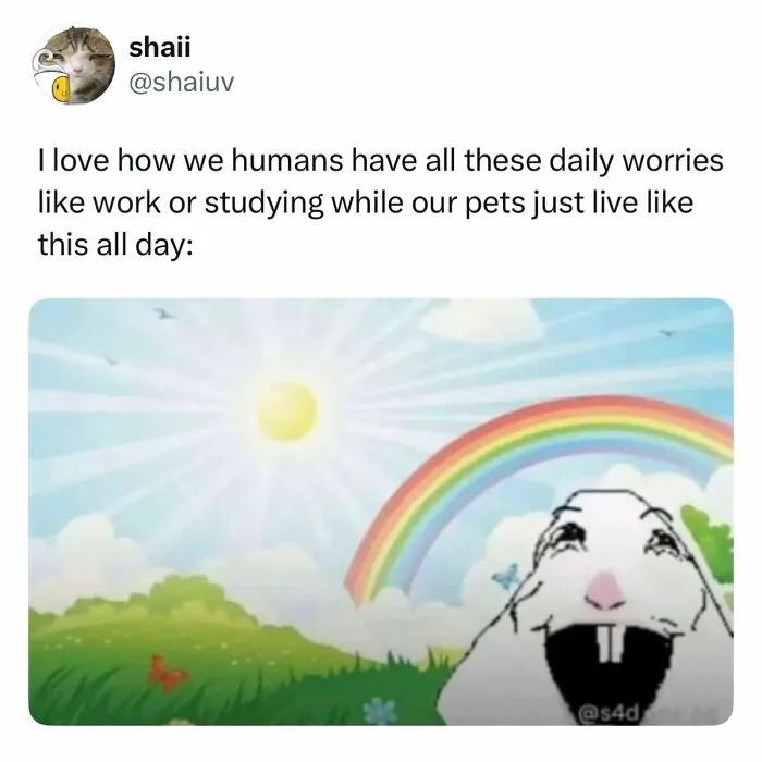 This Page Shared 38 Dog Memes That Capture How Hilariously Strange Canine Logic Is