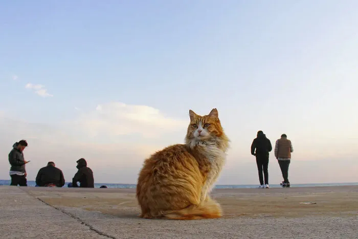 This Photographer Finds The Beauty And Peace Of Capturing Cats In Everyday Street Scenes (29 Pics)
