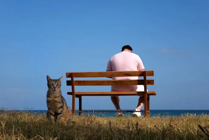 This Photographer Finds The Beauty And Peace Of Capturing Cats In Everyday Street Scenes (29 Pics)
