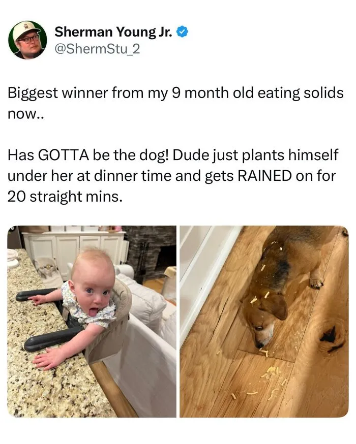This Page Shared 38 Dog Memes That Capture How Hilariously Strange Canine Logic Is