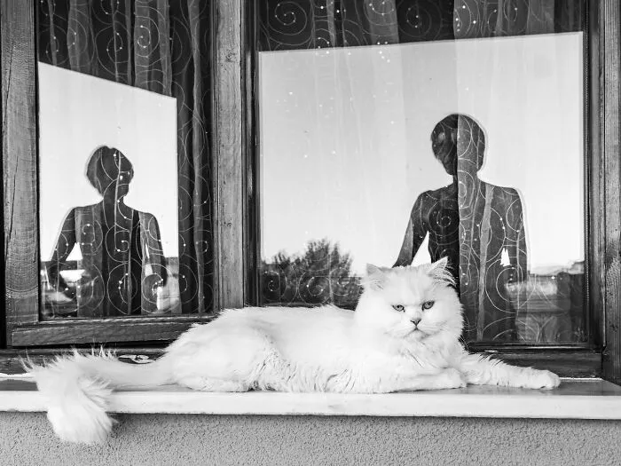 This Photographer Finds The Beauty And Peace Of Capturing Cats In Everyday Street Scenes (29 Pics)