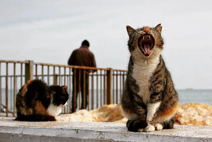 This Photographer Finds The Beauty And Peace Of Capturing Cats In Everyday Street Scenes (29 Pics)