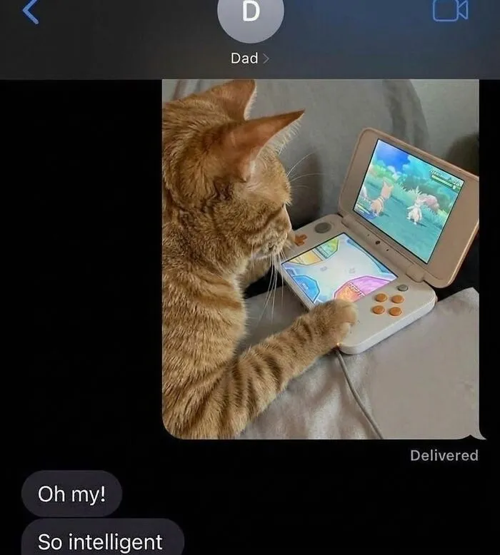 ‘Soft Cat Memes’: 45 Cute And Hilarious Pics for Your Daily Dose Of Feline Fun (New Pics)