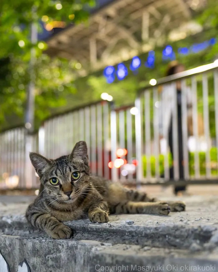 Masayuki Oki’s 50 Latest Street Cat Photos Perfectly Capture The Chaos Of Feline Life